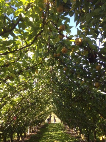 Pear Picking