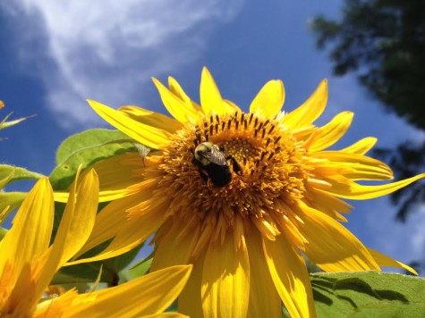 This photograph that I took in my garden is one of my favorites because I love how the colors within it complement each other. The blue sky in the background contrasts with the bright yellow bumble bee and sunflower, causing them to pop out.