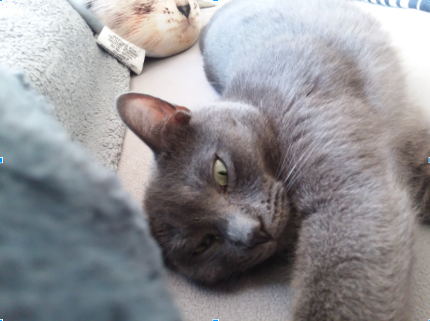 The Steady Purring of a Gray Cat