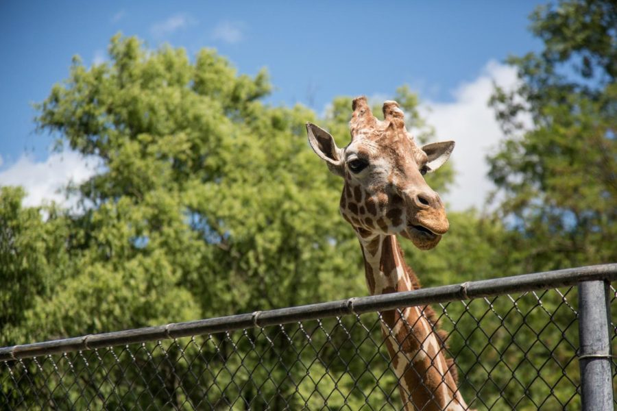 How Museums and Zoos are Handling Covid-19