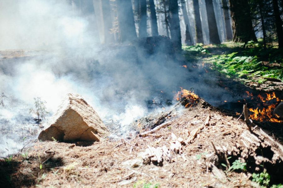 Australian Bushfires: What Is Happening and What Has Been Done