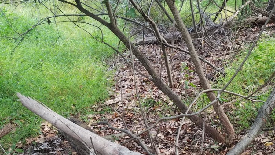 An alert Eastern Chipmunk sitting on a log, bottom left