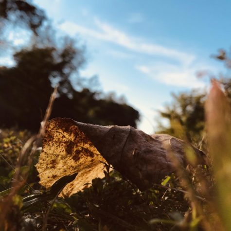 Autumn Stroll, a Photo Diary