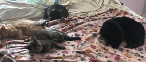 All four cats, snuggled up on a comfy bed. Rebekah (front), Kol (left), Niklaus (back), and Itty Bitty (right).