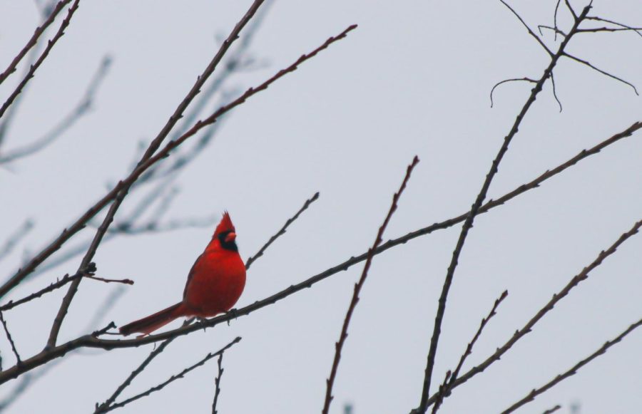 Red+Bird
