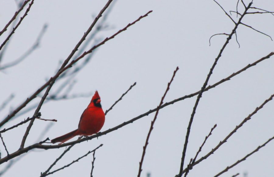 Red Bird