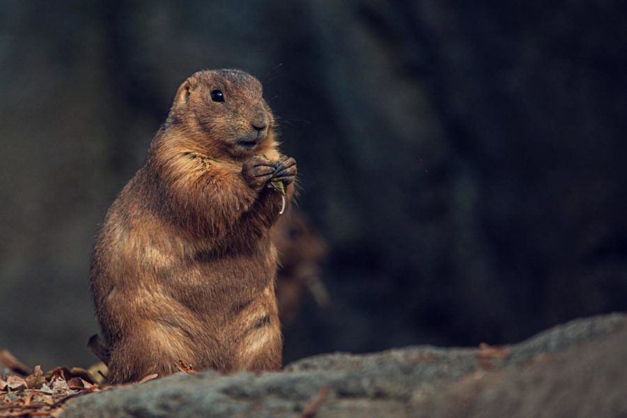 Image by Rafael Guajardo via Pexels