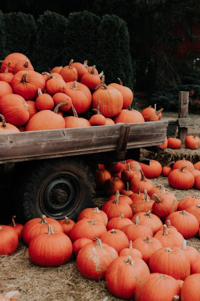 Photo by Priscilla Du Preez 🇨🇦 on Unsplash
  