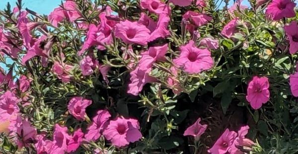 What to do in Spring!