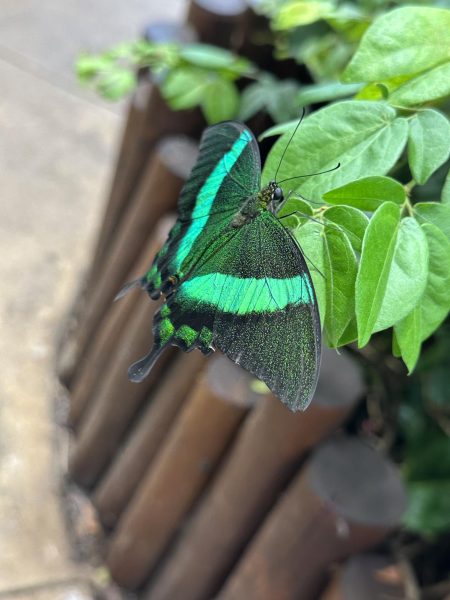 Papilio