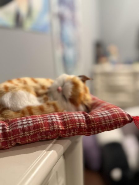 Why Cats Are Better Than Dogs