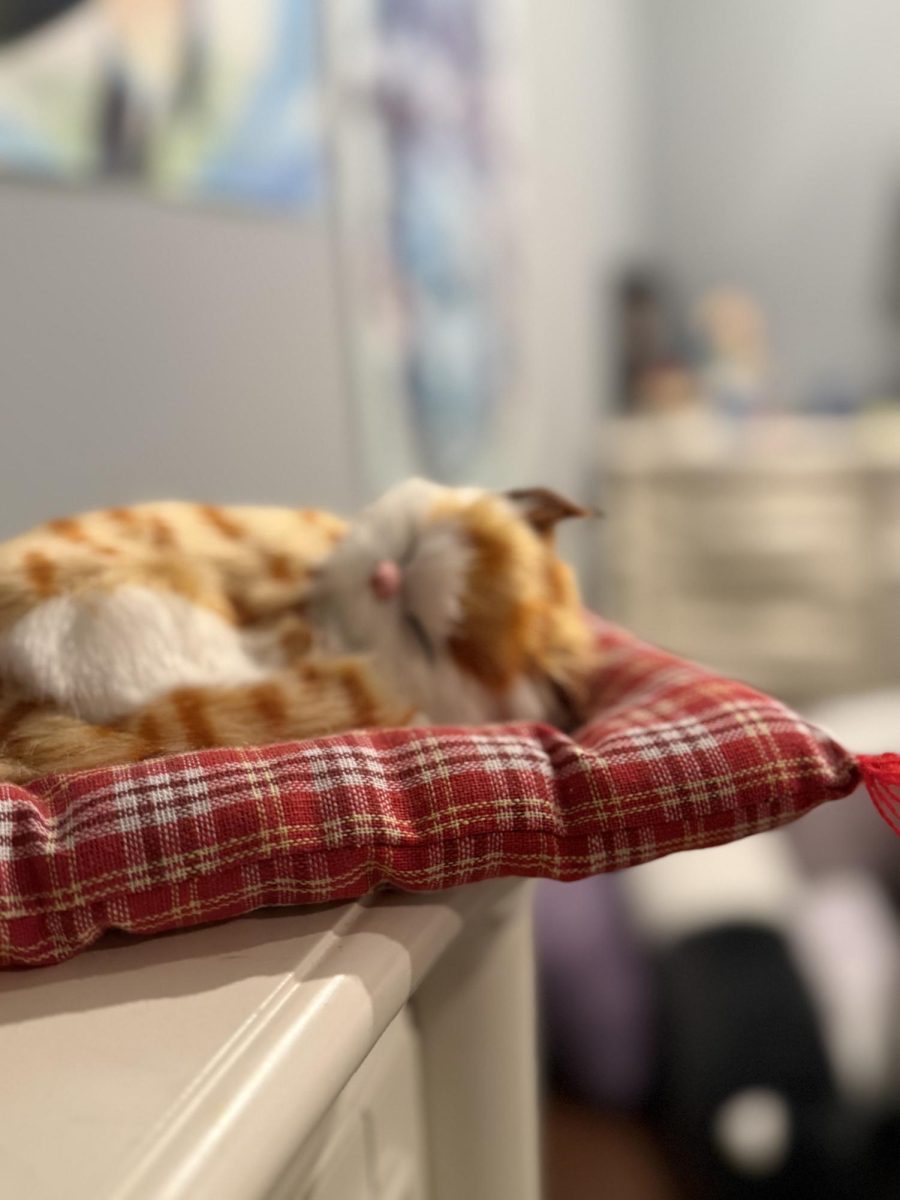 Why Cats Are Better Than Dogs