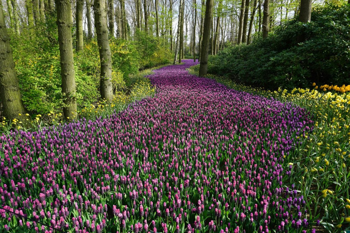 Spring Season